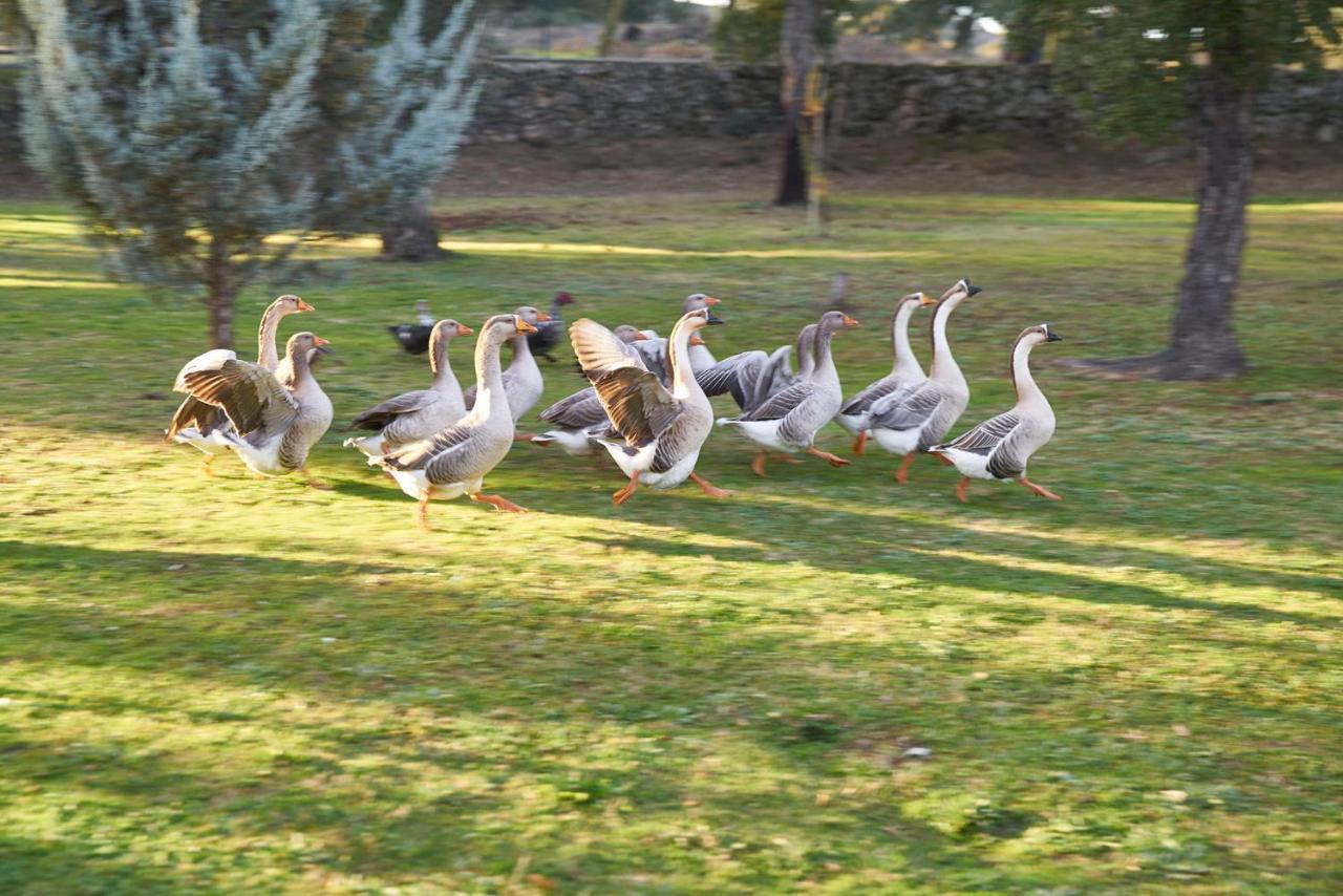 Finca El Cortinal Otel Valencia de Alcántara Dış mekan fotoğraf